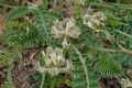 Astragalus depressus